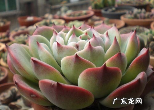 鹿沼土适合种什么植物