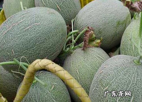 哈密瓜的产地是哪里 产地分布
