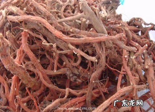 丹参哪里产的最好