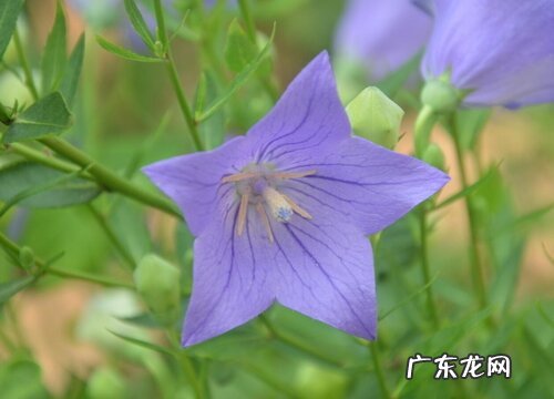 桔梗哪里产的最好