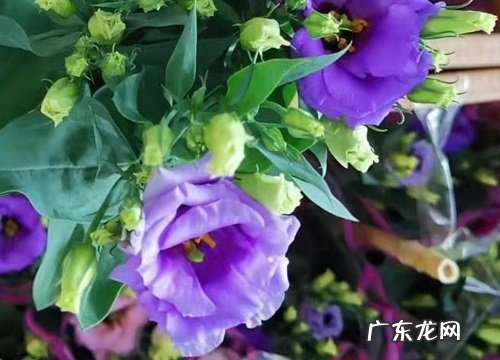 桔梗哪里产的最好