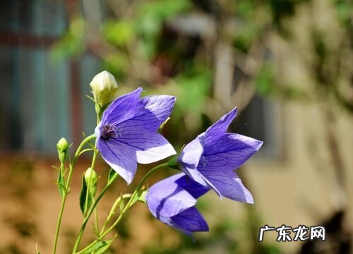 桔梗哪里产的最好