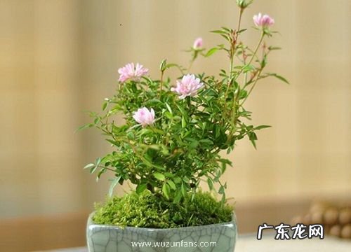 姬月季耐寒多少度