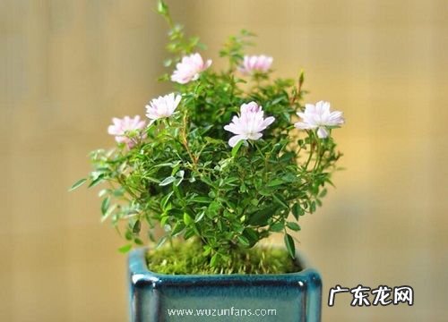 姬月季耐寒多少度