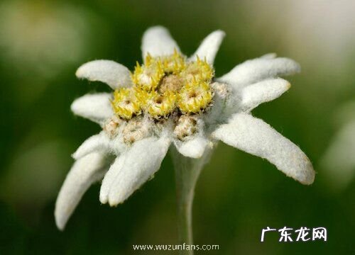 草坪花卉有哪些