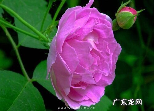 草坪花卉有哪些