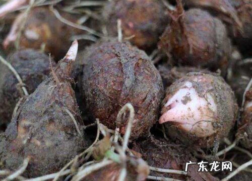 吃根的植物有哪些