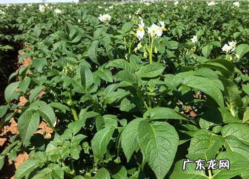 吃根的植物有哪些