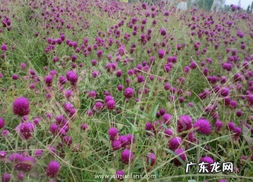 耐寒耐热的室内花卉有哪些