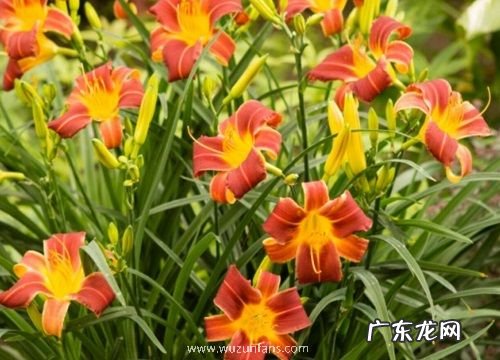 耐寒耐热的室内花卉有哪些