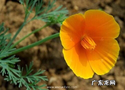 耐寒耐热的室内花卉有哪些