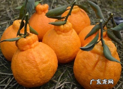 丑橘吃哪里产的最好