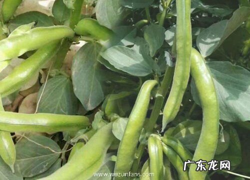 山东蚕豆几月份种植合适