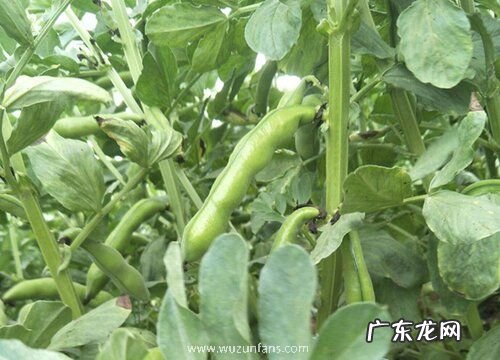 山东蚕豆几月份种植合适