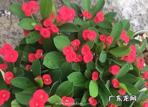 常年开花的室内花卉有哪些