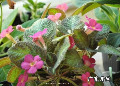 常年开花的室内花卉有哪些