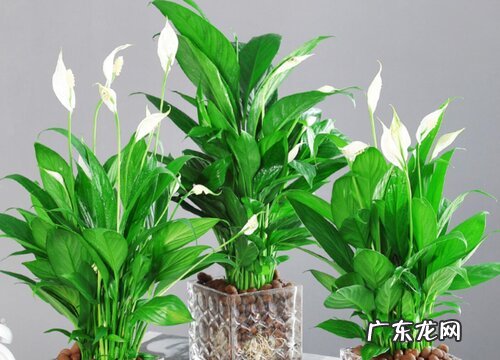 不喜欢阳光的室内花卉有哪些