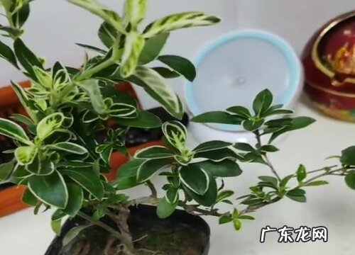 不喜欢阳光的室内花卉有哪些