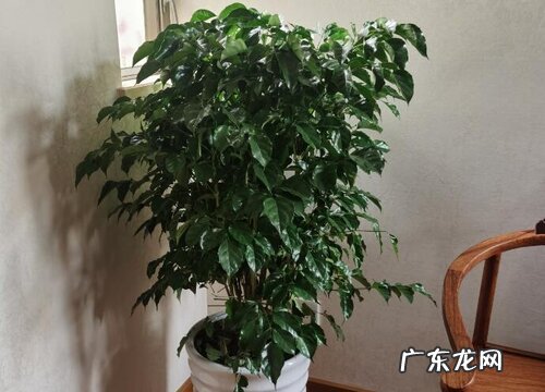 不喜欢阳光的室内花卉有哪些