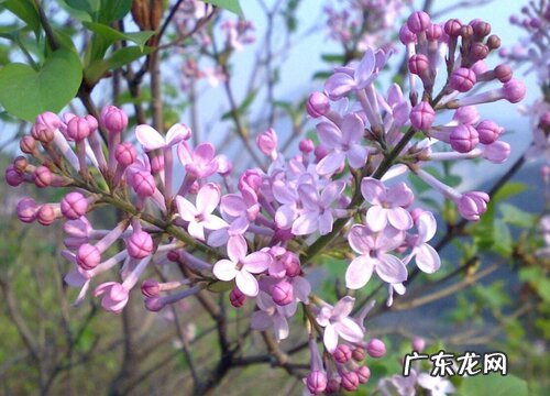 冬季耐寒的室外花卉有哪些