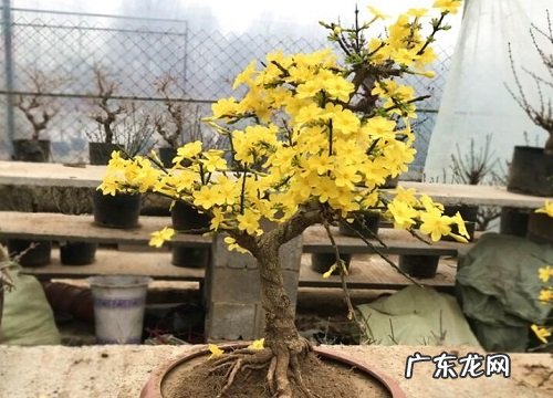 冬季耐寒的室外花卉有哪些