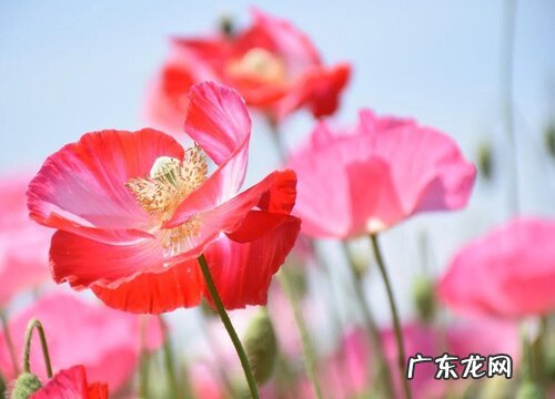 二年生花卉有哪些