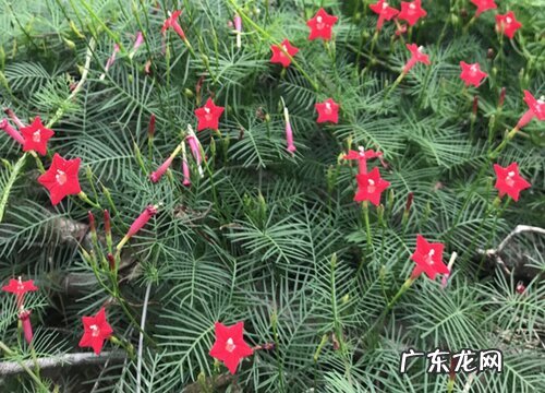 二年生花卉有哪些