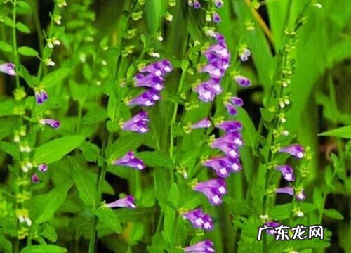 二年生花卉有哪些