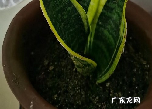 风水花卉有哪些