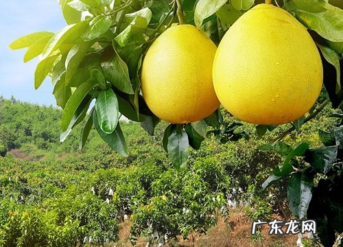 红心柚子哪里产的最好