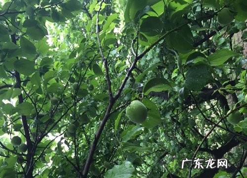 青梅采摘时间和收获季节