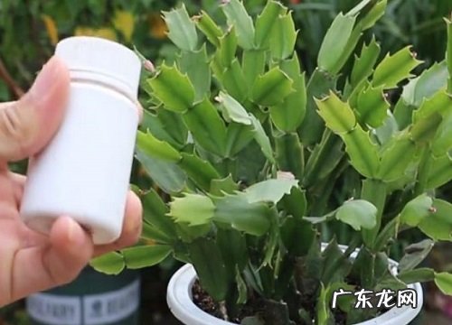 蒜头根花卉有哪些