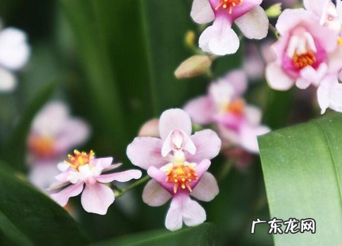 春天的植物有哪些