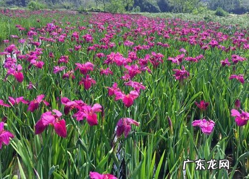 春天的植物有哪些