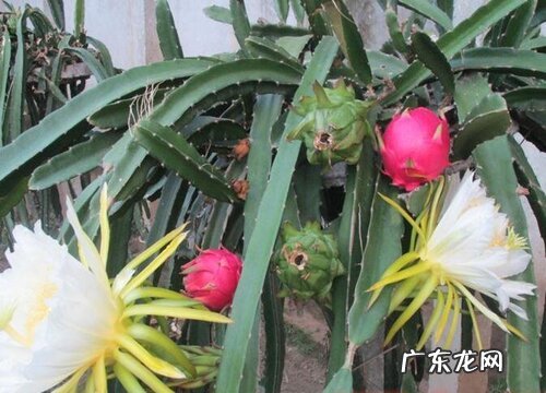 火龙果又叫什么名字