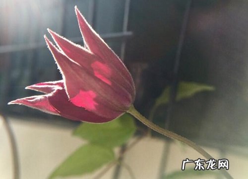 藤蔓花卉有哪些