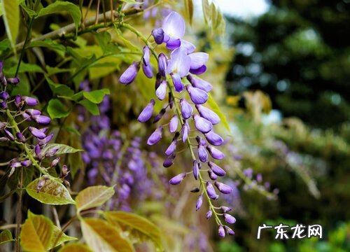 藤蔓花卉有哪些