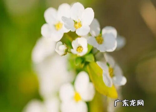 小手球花又叫什么名字