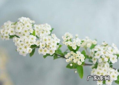 小手球花又叫什么名字