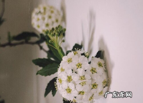 小手球花又叫什么名字