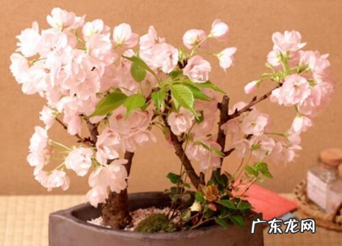 樱花是什么季节开的花