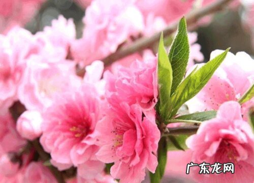 樱花是什么季节开的花