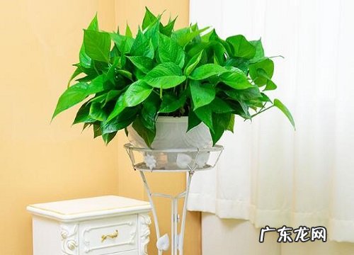 天上火命养什么植物旺财