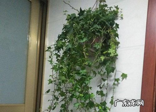 天上火命养什么植物旺财