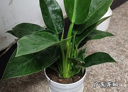 天上火命养什么植物旺财