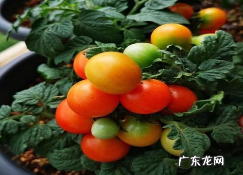 圣女果还叫什么名字