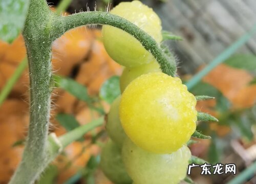 圣女果还叫什么名字