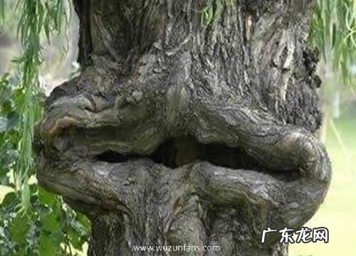 奇特的植物有哪些