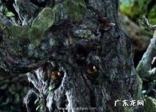 奇特的植物有哪些