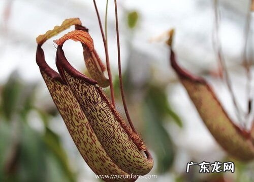 奇特的植物有哪些